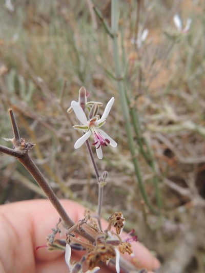 Pelargonium carnosum, photographed by Jacques van der Merwe