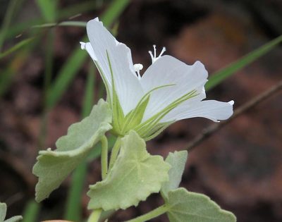Pavonia dentata, photographed by Wynand Uys
