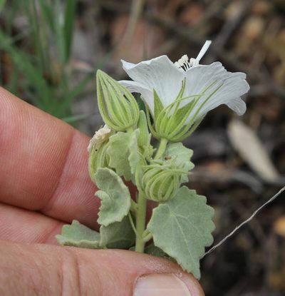 Pavonia dentata, photographed by Wynand Uys