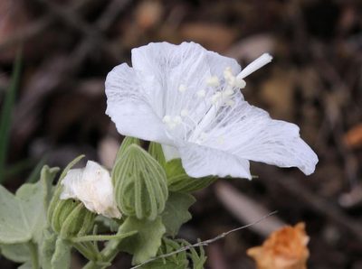 Pavonia dentata, photographed by Wynand Uys