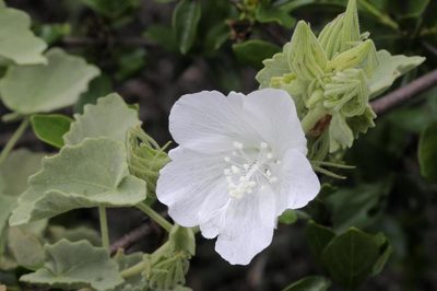 Pavonia dentata, photographed by Wynand Uys