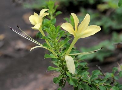 Barleria rotundifolia, photographed by Wynand Uys