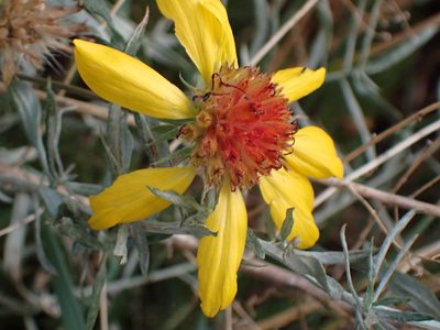 Gaillardia aristata, photographed by Randal