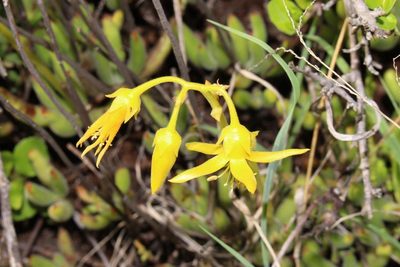 Cotyledon campanulata, photographed by Brian du Preez