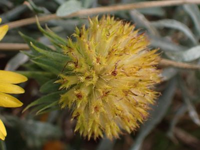 Gaillardia aristata, photographed by Randal