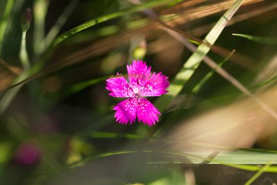 Dianthus deltoides, photographed by David Sandler