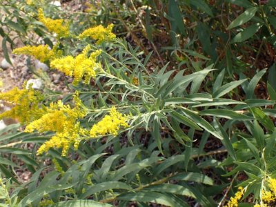 Solidago lepida, photographed by Randal
