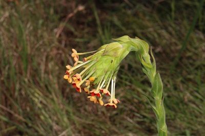 Glumicalyx goseloides, photographed by Brian du Preez