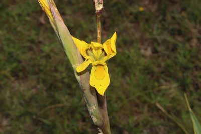 Moraea huttonii, photographed by Brian du Preez