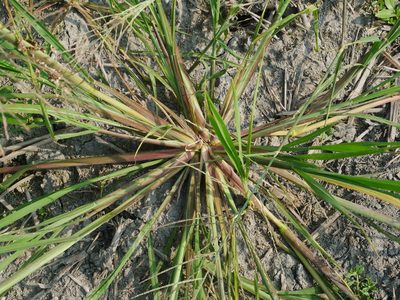 Leptochloa chinensis, photographed by Jacy Chen