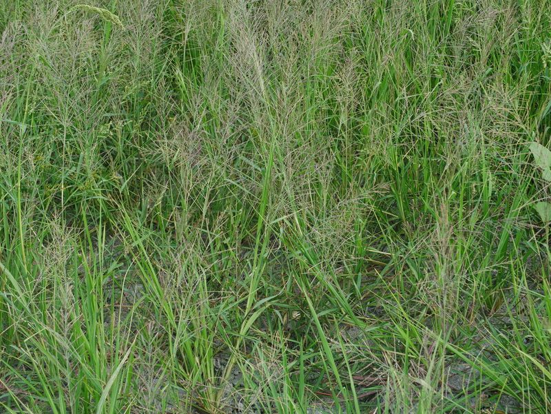 Leptochloa chinensis, photographed by Jacy Chen