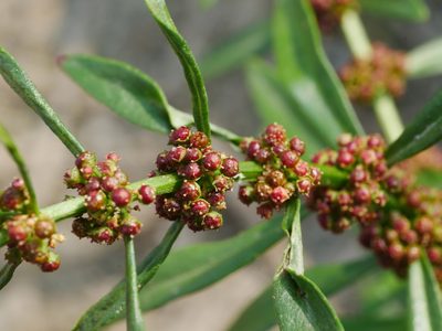 Ammannia baccifera, photographed by Jacy Chen