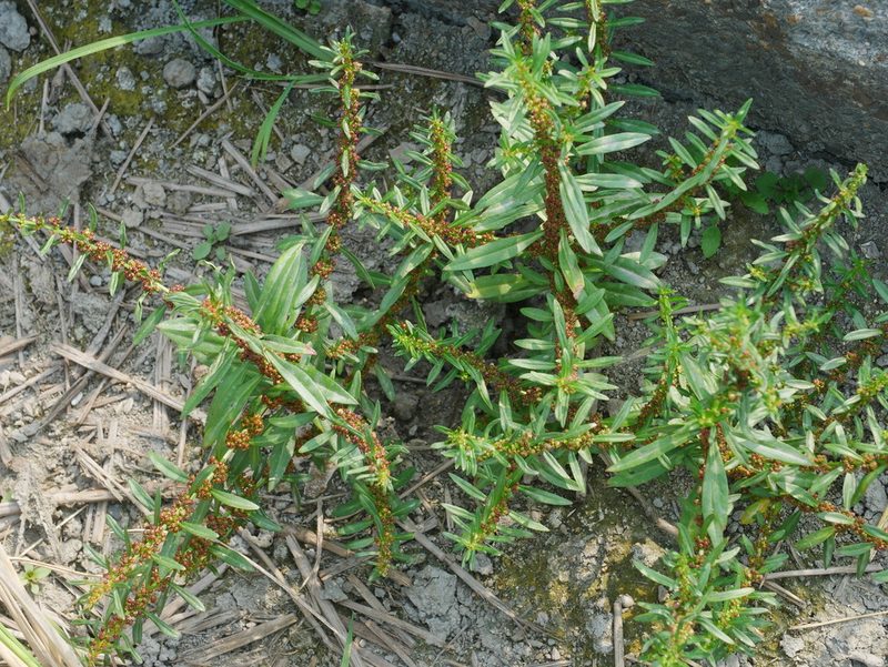 Ammannia baccifera, photographed by Jacy Chen