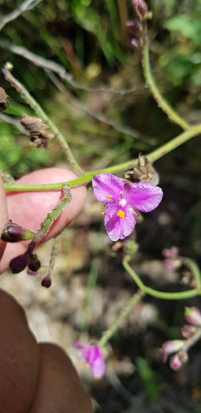 Thyrsanthemum floribundum, photographed by Eugenio Padilla