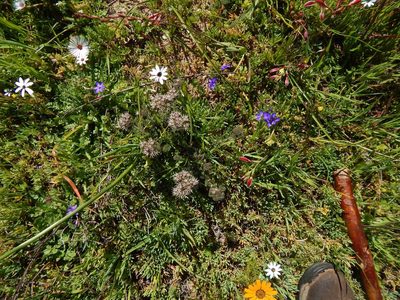 Lobostemon capitatus, photographed by melda