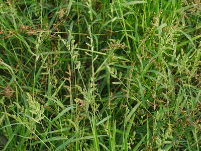 Echinochloa colona, photographed by Jacy Chen