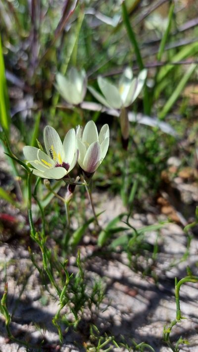 Geissorhiza purpureolutea, photographed by Jacques van der Merwe