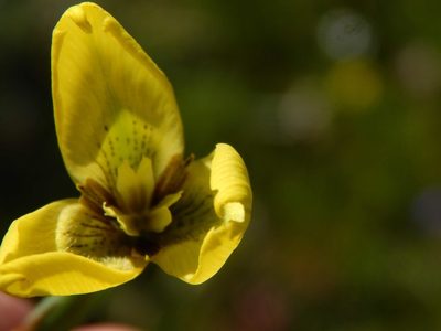 Moraea bellendenii, photographed by melda