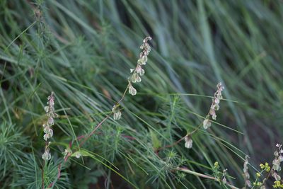 Fallopia dumetorum, photographed by David Sandler