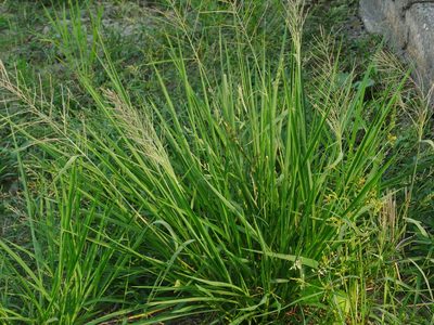 Leptochloa chinensis, photographed by Jacy Chen