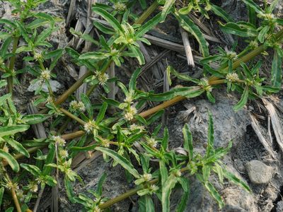 Alternanthera sessilis, photographed by Jacy Chen