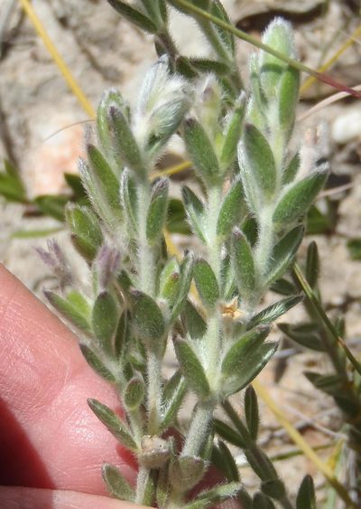 Gnidia nodiflora, photographed by Nicola van Berkel