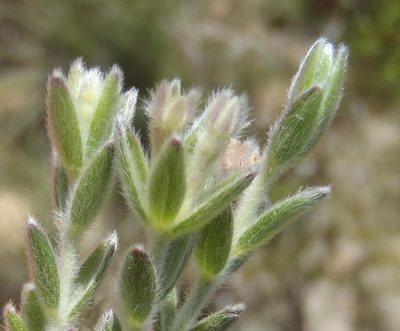 Gnidia nodiflora, photographed by Nicola van Berkel
