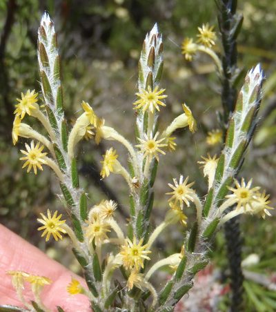 Struthiola fasciata, photographed by Nicola van Berkel
