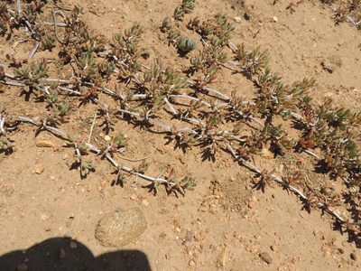 Lampranthus sociorum, photographed by Jacques van der Merwe
