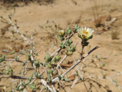 Erepsia hallii, photographed by Jacques van der Merwe