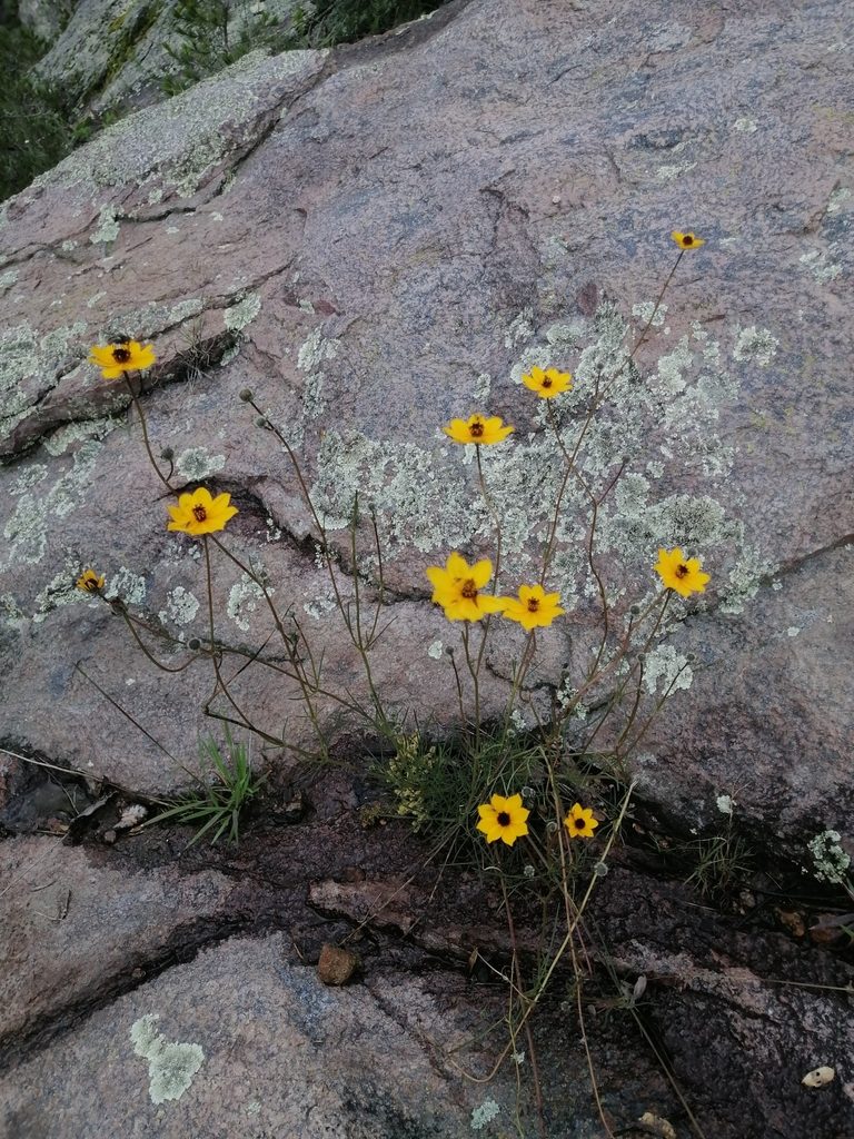 Bidens angustissima, photographed by Erick Vélez Sánchez