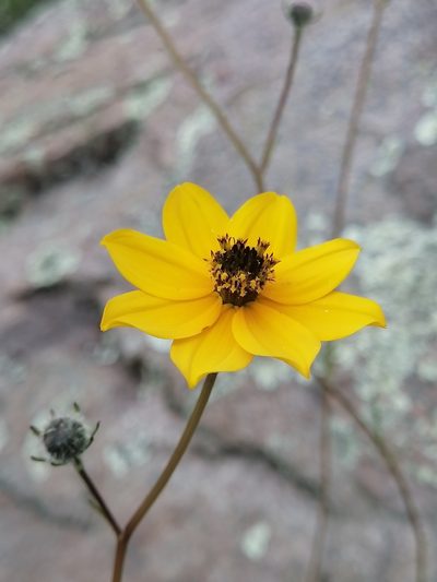 Bidens angustissima, photographed by Erick Vélez Sánchez