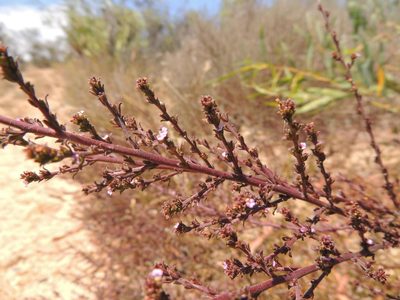 Muraltia macropetala, photographed by Jacques van der Merwe