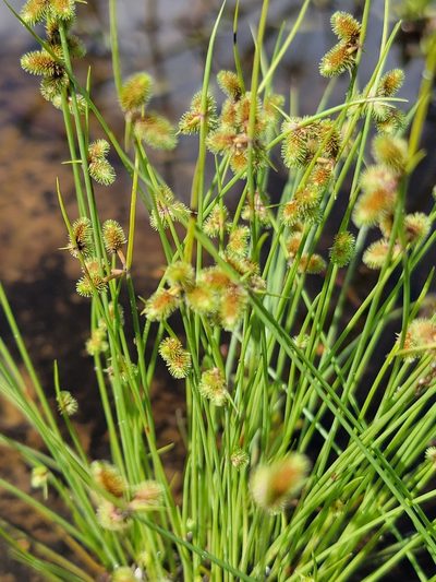 Cyperus neochinensis, photographed by Michelle Sevcovas