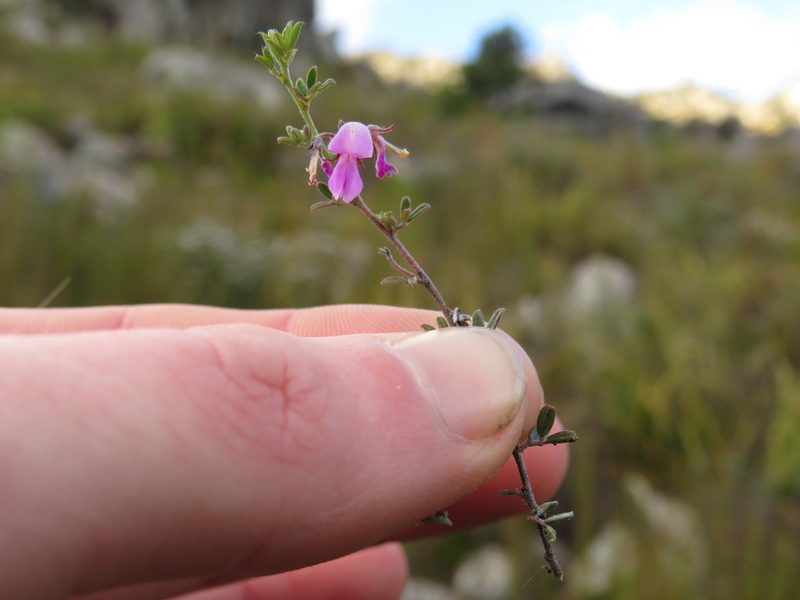 Indigofera pilgeriana, photographed by Jeremy Gilmore