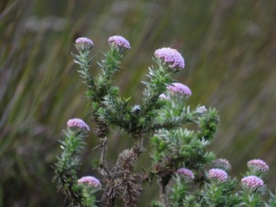 Metalasia muraltiifolia, photographed by Jeremy Gilmore