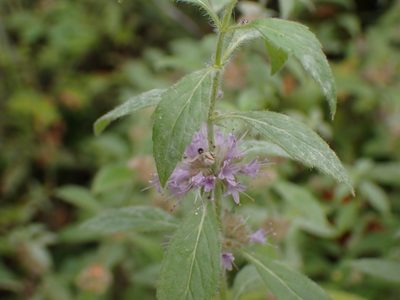 Mentha canadensis, photographed by Randal