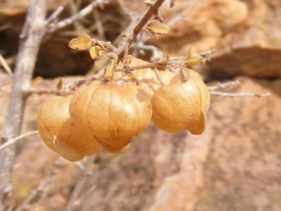 Tinnea rhodesiana, photographed by Andrew Deacon