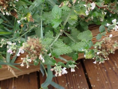 Nepeta cataria, photographed by Randal