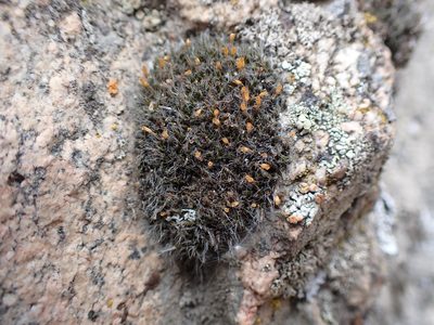 Grimmia calyptrata, photographed by Randal