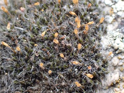 Grimmia calyptrata, photographed by Randal