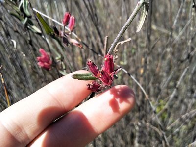 Microloma sagittatum, photographed by De Waal Hugo