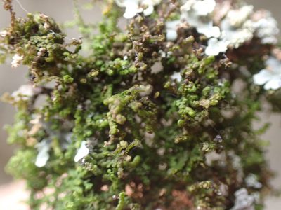 Frullania bolanderi, photographed by Randal