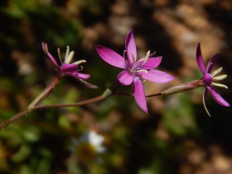 Hesperantha pilosa, photographed by melda