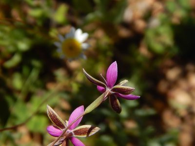 Hesperantha pilosa, photographed by melda