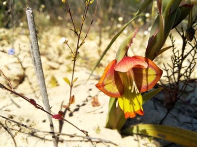Gladiolus speciosus, photographed by De Waal Hugo