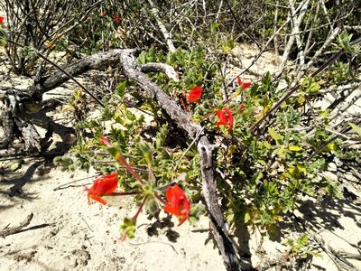 Pelargonium fulgidum, photographed by De Waal Hugo