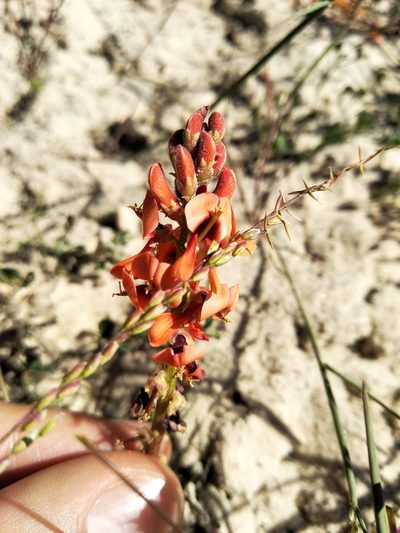 Indigofera procumbens, photographed by De Waal Hugo