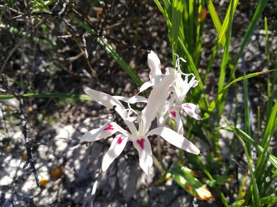 Babiana tubiflora, photographed by De Waal Hugo