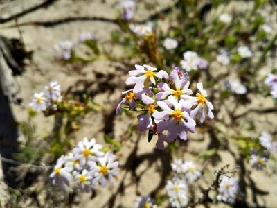Zaluzianskya affinis, photographed by De Waal Hugo
